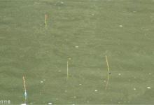 怎么样调漂才能准？饵重问题你要考虑到