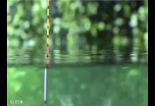 根据2种鱼情选择调灵、调顿的技巧