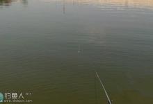生口鱼浮漂信号弱大小漂的调钓问题