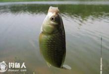 看浮漂的反应推测鱼儿咬钩情况