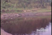 在水库钓草鱼的一些技巧分享