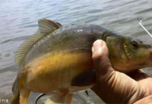 野钓中如何发挥传统钓的优势