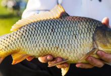 认清调漂灵与钝的本质渔获自然会提升