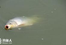 鱼口吃相与调漂的关系介绍