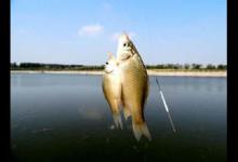 野钓调漂你不得不知道的4个步骤