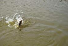 精确调漂找底最佳方法就是用饵来找底