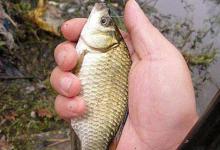 冬钓调漂，学会这调钓模式，一周三次钓不过瘾