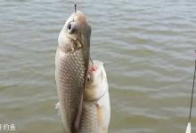 钓鲫鱼的3种看漂技巧