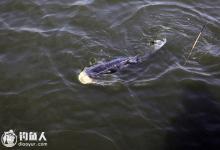 底钓大鱼的调钓技巧详解