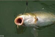 台钓怎么调四钓二以及特殊情况下的改动