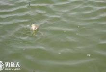 钓技小妙招之浮漂漂相的辨别技巧