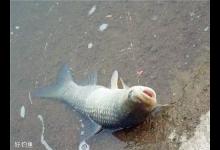 最实用的野钓调漂方法及思路