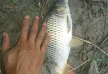 冬季黑坑钓鲤鱼的调漂方法