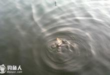 鲫鱼的吃口分辨及浮漂的调整