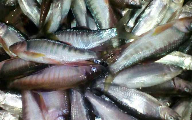 台湾马口鱼是什么鱼?