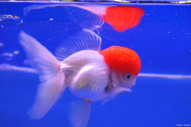 兰寿金鱼应该怎么养_养殖技术_爱钓鱼