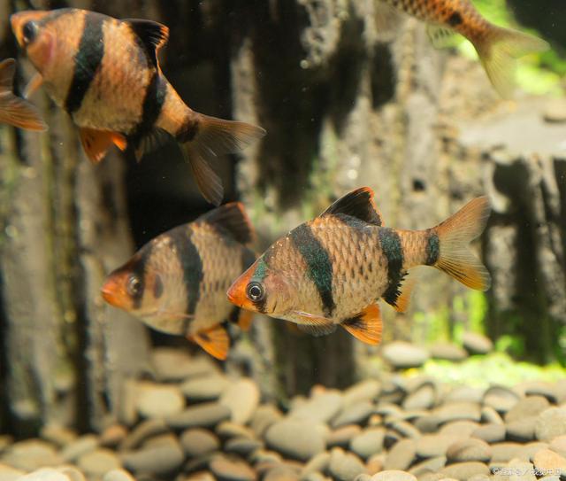 虎皮鱼繁殖那些事_养殖技术_爱钓鱼