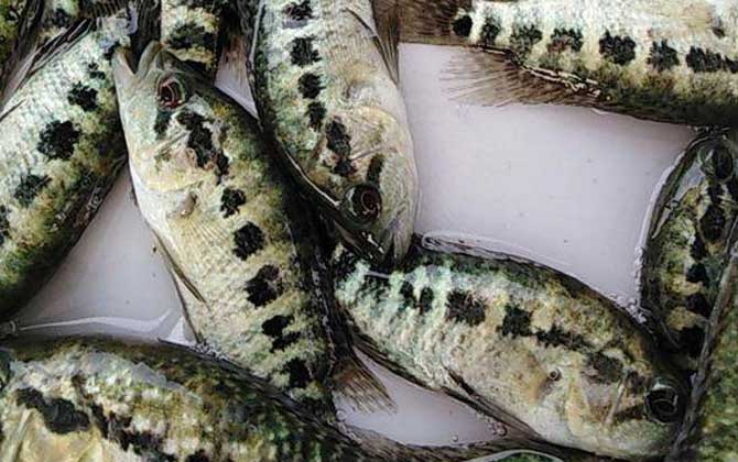 淡水石斑鱼养殖技术及病害防治