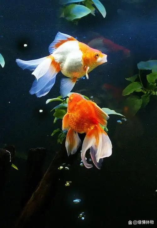 其品种主要有:红龙睛,墨龙睛,墨蝶尾,五花蝶尾,紫龙睛,蓝龙睛,红鳍白