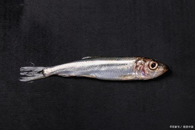 不属于鱼类的文昌鱼