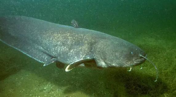 大型淡水鱼类-欧洲巨鲶