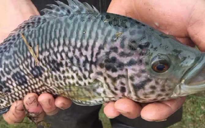 淡水石斑鱼是我国引进的经济鱼种,学名花身副丽鱼,别称花老虎,美洲虎