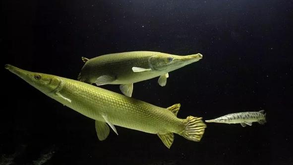 大型凶猛鱼类-雀鳝_鱼类百科_爱钓鱼