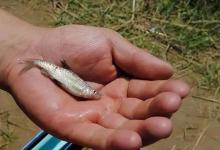 有钓友吐槽说用蚯蚓没钓住过大鱼，蚯蚓：这黑锅我不背