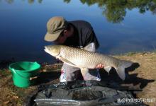 春天钓草鱼用什么鱼饵？春天钓草鱼的四个用饵方法