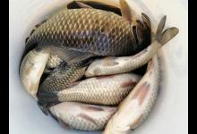 大家是否发现一怪现象，春季钓住的鲫鱼多是母鱼？原因何在？