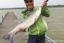 春天的青鱼都藏在哪？春天时青鱼的活动轨迹