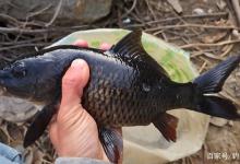 钓到这4种鱼千万不能吃，吃了不会长多一块肉，相反会伤害身体！