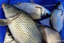 钓季这3种鱼适合垂钓，想要钓得多鱼饵、线组、鱼钩要搭配好！