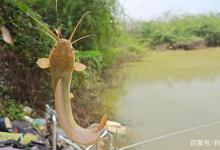 钓鱼上瘾了会给生活上带来哪些影响？钓鱼人千万别太着迷钓鱼！