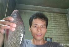 入侵我国南方最成功的3种鱼，但凡有水就能活！