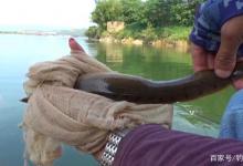 钓到这6种“伤人鱼”解钩要小心，已经不少人被刺过！