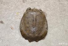 甲鱼咬到不打雷不松口？还有一种方法比打雷更管用，甲鱼乖乖松口