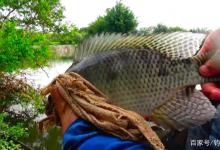 野钓大罗非鱼为什么要选择粗线大钩？你知道这样搭配的好处吗？