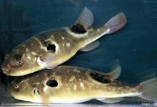 吃一口就没命？钓到这种鱼千万不能乱吃，否则“死神”将降临！