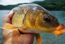 钓鲫鱼别总傻傻钓底，钓离底5-10公分优势更大，不信你就试试