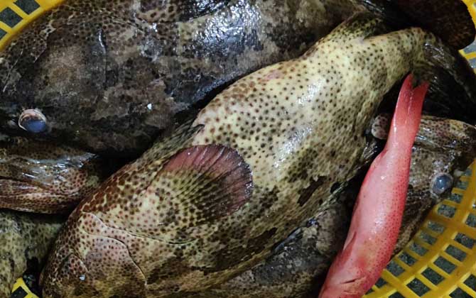 老虎斑是什么鱼?