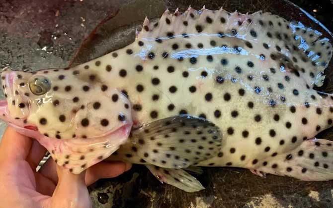 老鼠斑和老虎斑哪个贵?