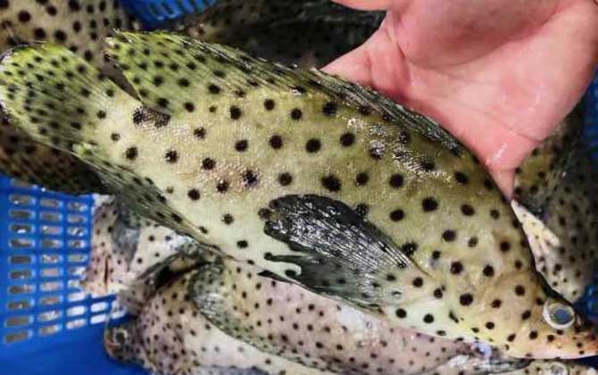 老鼠斑一条大概有多重?_鱼类百科_爱钓鱼