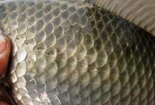 关于新手钓鲫，其实只要注意这四个细节，想要钓不到都难