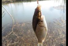 用蚯蚓钓鱼还空军？不是河里没鱼，是忽略了这3点