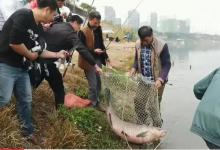 冬季还是钓“大鱼”过瘾，别怕它们不咬钩，用这种饵料一钓一个准