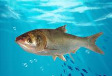 为什么钓鱼人一定要学会钓鲢鳙？