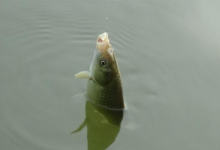 冬季钓鱼，鱼情差鱼口弱要怎样应对？几招就能解决