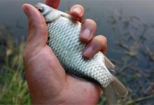 冬钓鲫鱼，怎样选一个能爆护的钓位？