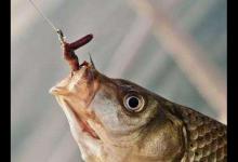 别看不起用蚯蚓的钓鱼人！人家的鱼获比你还多